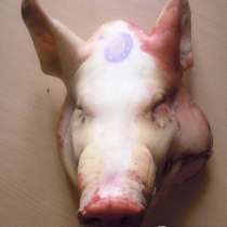 Мясо свинина говядина баранина курятина розница опт, в Казани