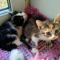 Девочки-конфеточки, котята 1,5 мес в добрые руки, в Москве