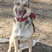 Лиса шикарная красотка, в Санкт-Петербурге