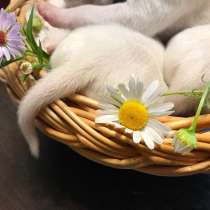 Щенки далматина, в Санкт-Петербурге