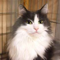 Кот Борис хочет сделать вас счастливее, в Москве