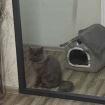 Отдам котика в любящие руки, в Екатеринбурге