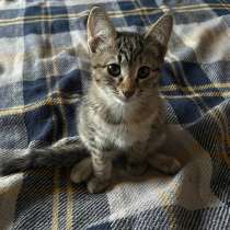 Кошечка в добрые руки, в Москве