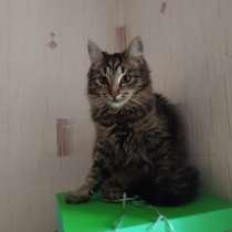 Котята - подростки ищут дом, в Москве