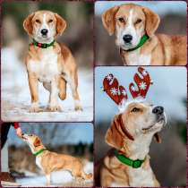 Собачка САВИТА даром, в Москве