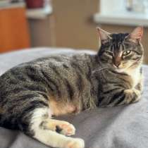 Кошечка взрослая, в Нижнем Тагиле