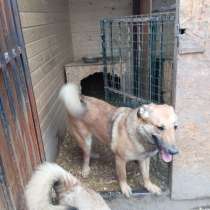 Ищем дом для маленькой Ватрушки, в Москве