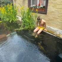 Ирис для пруда, в Москве