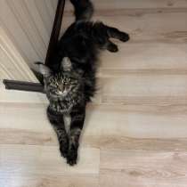 Мейн-Кун, в Новосибирске