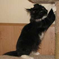 Замечательные мальчик Мейн Куна, в Москве