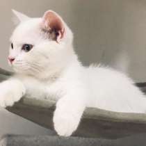Котёнок белый британец 3,5 месяца, в г.Petah Tiqwa
