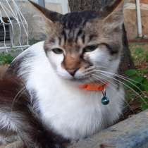 Я нашел кота или кошку/ვიპოვე კატა, в г.Тбилиси