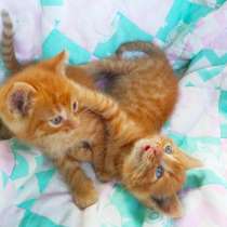 Шикарные рыжики котята в поисках дома, в Обнинске