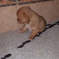 Рыжий мальчик чихуахуа, в Москве