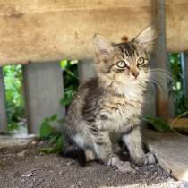 Котёнок, в Рязани