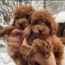 Прекрасные щенки той пудель, в Москве