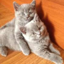 ПРодаются британские котята, в Санкт-Петербурге