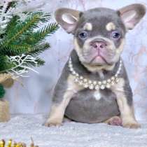 Щенки французского бульдога, в Железнодорожном