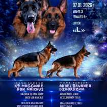 Щенки немецкой овчарки, в Хабаровске