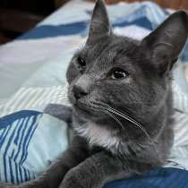 Отдам котенка в добрые руки!!!!, в Ногинске