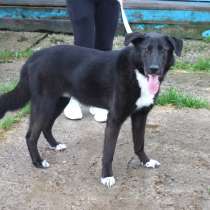 Собака-компаньон Туман мечтает о семье и доме!!!, в Москве