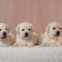 Высоко породные щенки лабрадора ретривера, в Навашино