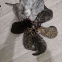 Котята породистые, в г.Париж