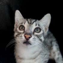 Бенгальский котенок мальчик серебро, в Волгограде