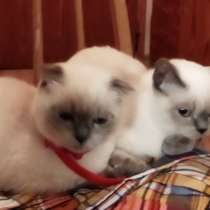 Котята шотландские Скоттиш фолд и страйт, в г.Варшава