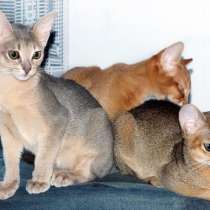 Абиссинские котята, в г.Караганда