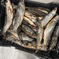 Чебак вяленый (обской), в Новом Уренгое