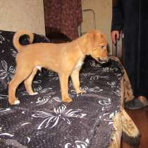 Отдам щенков, в Алексине