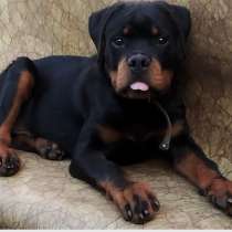Щенки ротвейлера, в Челябинске