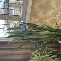 Цветочек сансевиерия (тещин язык), в Махачкале