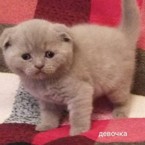 Шотландский Лиловый Котенок Фото