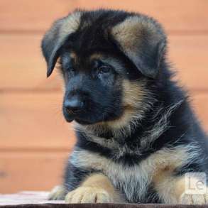 Предлагаем щенков немецкой овчарки для выставок!, в г.Тирасполь