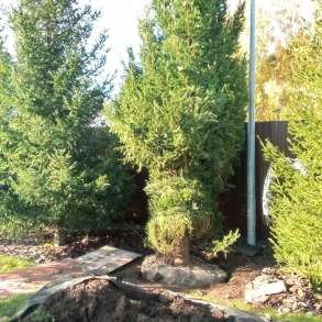 Посадка крупномеров хвойных пород, устройство газонов, в Санкт-Петербурге