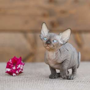 Эльф, Двэльф, бамбино, сфинкс–в лучших традициях стандарта, в Чите