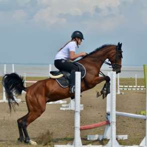 Лошадь - чистокровный ахалтекинец (возможна аренда), в Краснодаре