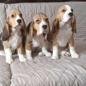 Продаются щенки бигля девочки есть клеймо, вет паспорт, мет, в Ангарске