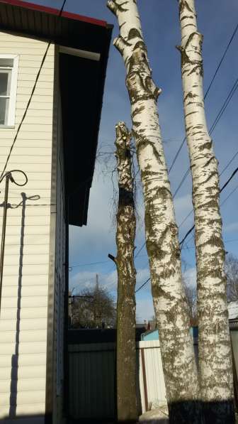 Спилим деревьев любой сложности, Кронирование в Петрозаводске фото 4