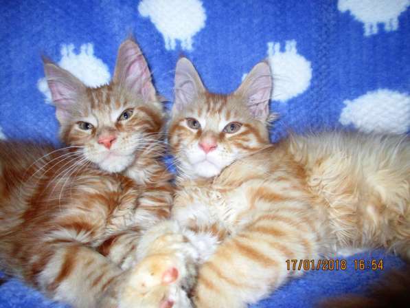 Красотка кремового солидного окраса из питомника Arktur в Тюмени фото 37