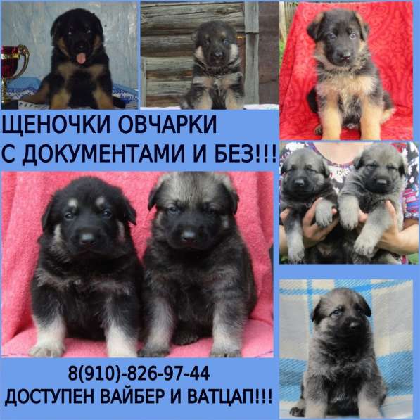 Щенки овчарки - немцы и восточники в Ростове