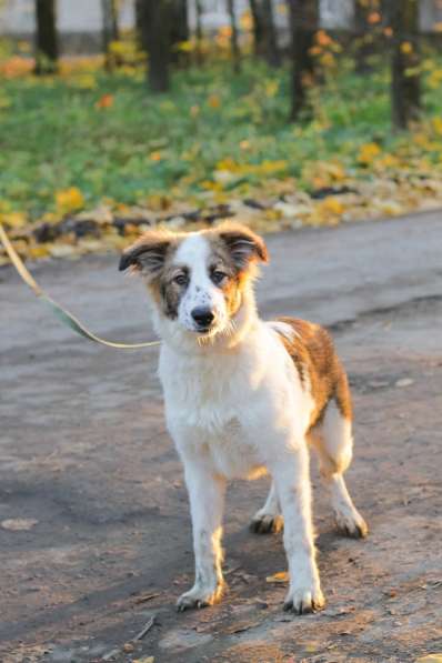Щенок в добрые руки Августина в Санкт-Петербурге фото 10