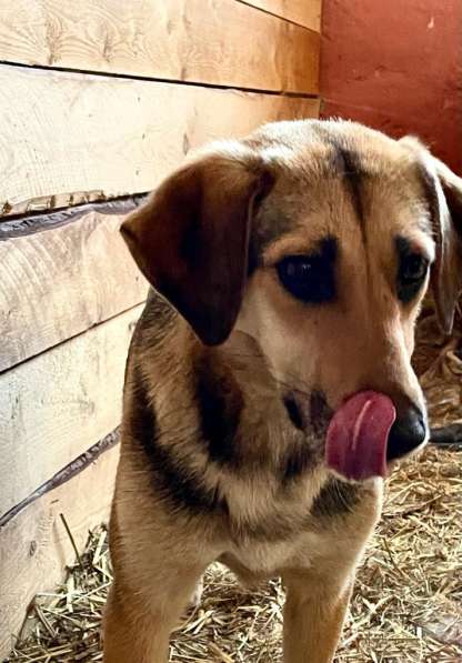 Собака в добрые руки в Москве фото 7