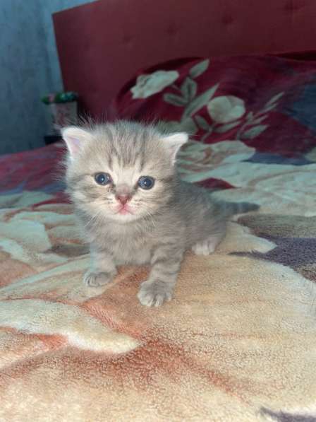 Шотландские котята в Краснодаре фото 4