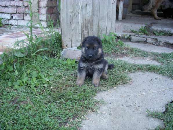 Продаю щенков немецкой овчарки в Адлере фото 8