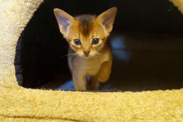 Абиссинские красотки в Туле фото 9