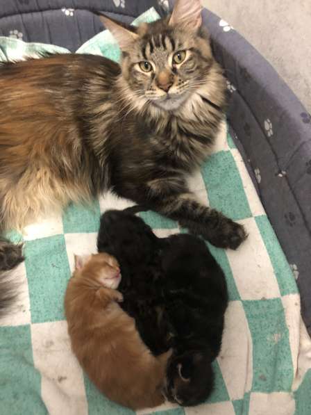 Котята мейн-кун в Новосибирске фото 20