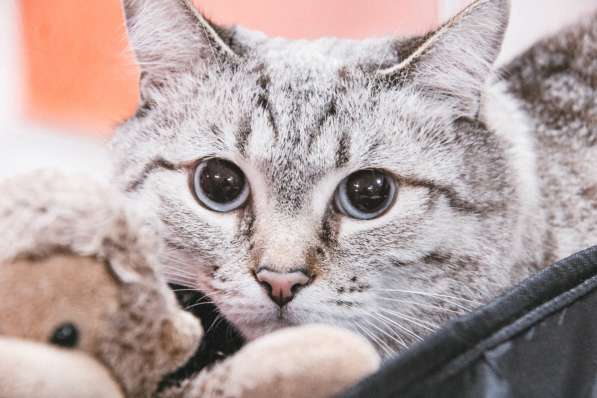 Передержка для кошек в Люберцы фото 22